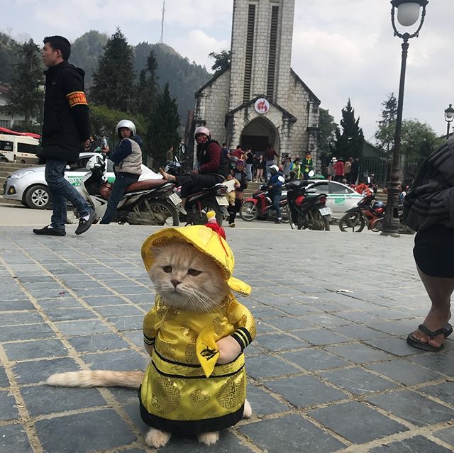 Cats Help Adult And Children